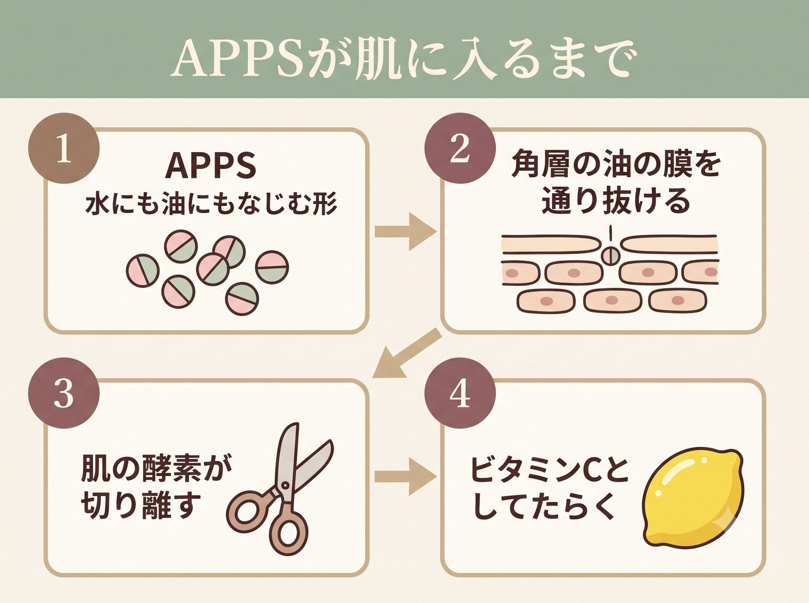 両親媒性のAPPSが角層の脂質バリアを通り抜け肌の中でビタミンCに変換されるまでのフロー図