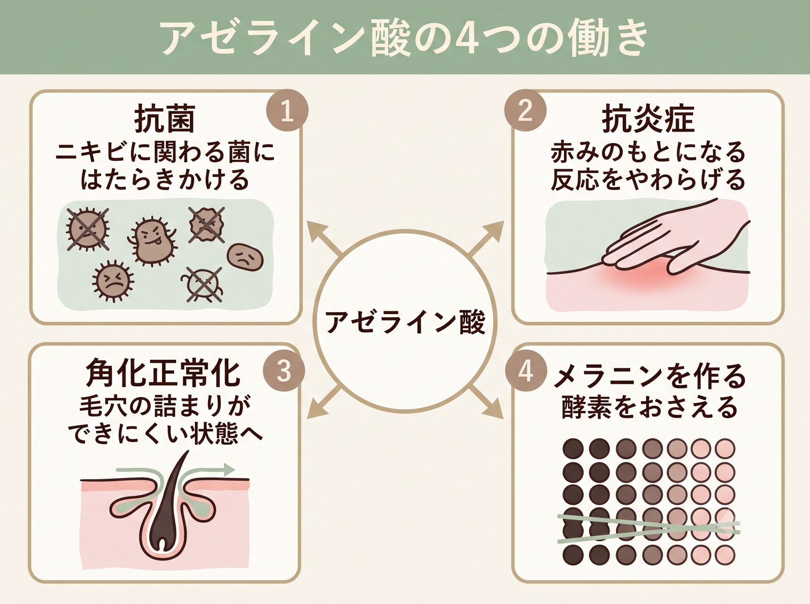 アゼライン酸の抗菌・抗炎症・角化正常化・チロシナーゼ阻害という4つの働きを示した相関図