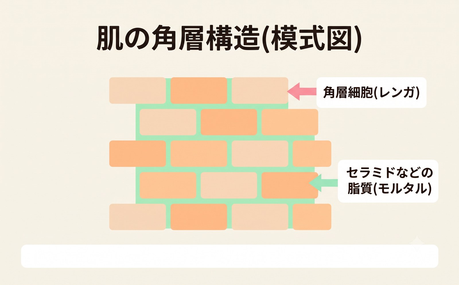 肌の角層構造の模式図。角層細胞をレンガに、セラミドなどの脂質をレンガの間を埋めるモルタルに見立て、それぞれを矢印付きラベルで示したイラスト