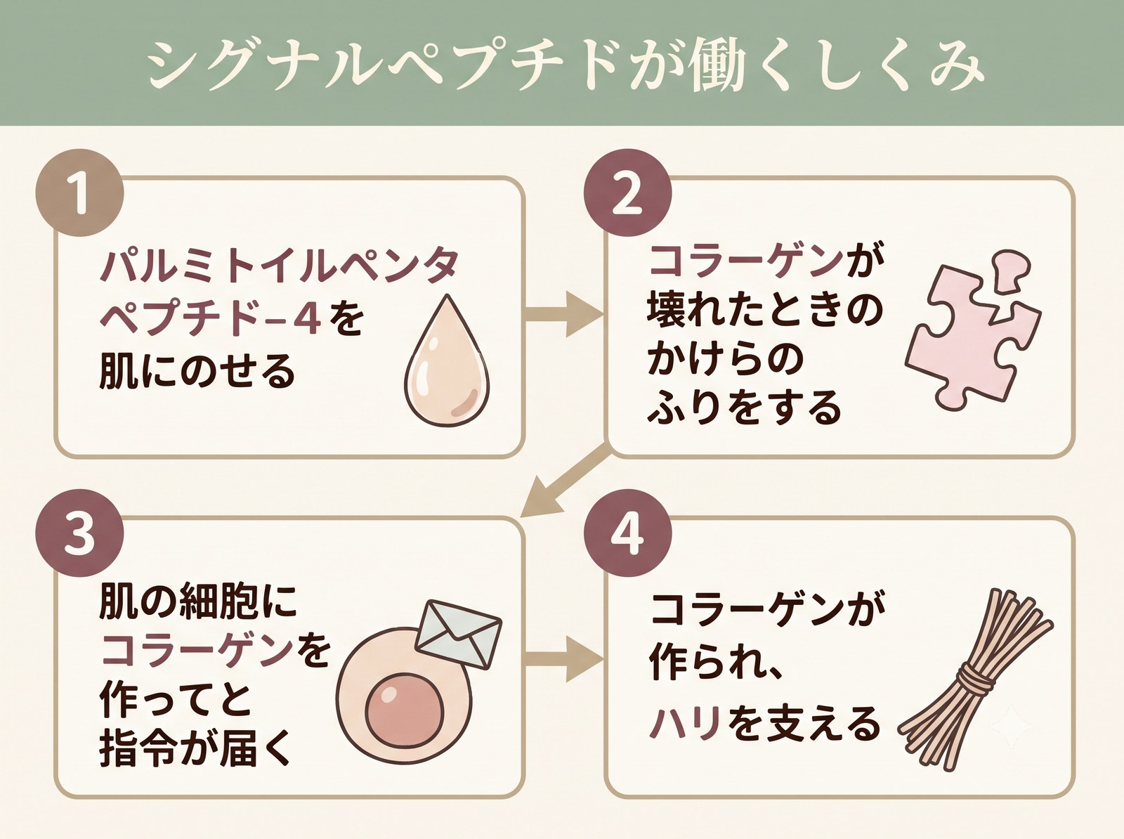 パルミトイルペンタペプチド-4が線維芽細胞に指令を送りコラーゲン産生を促すまでのフロー図