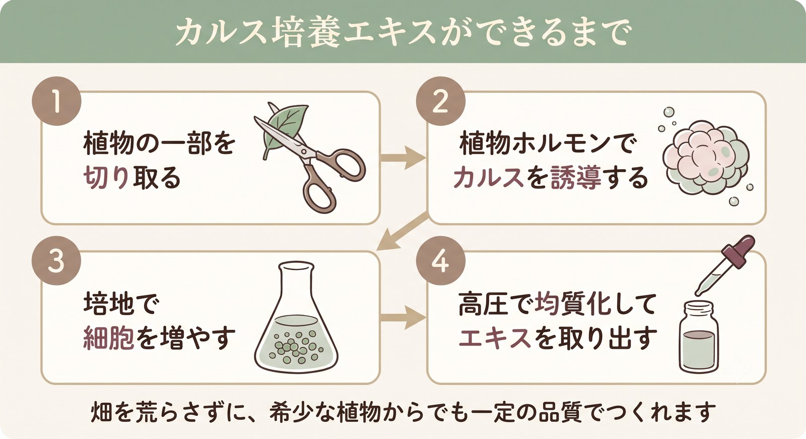 植物の一部を切り取りカルスを誘導して培養しエキスを取り出すまでの製造フロー図