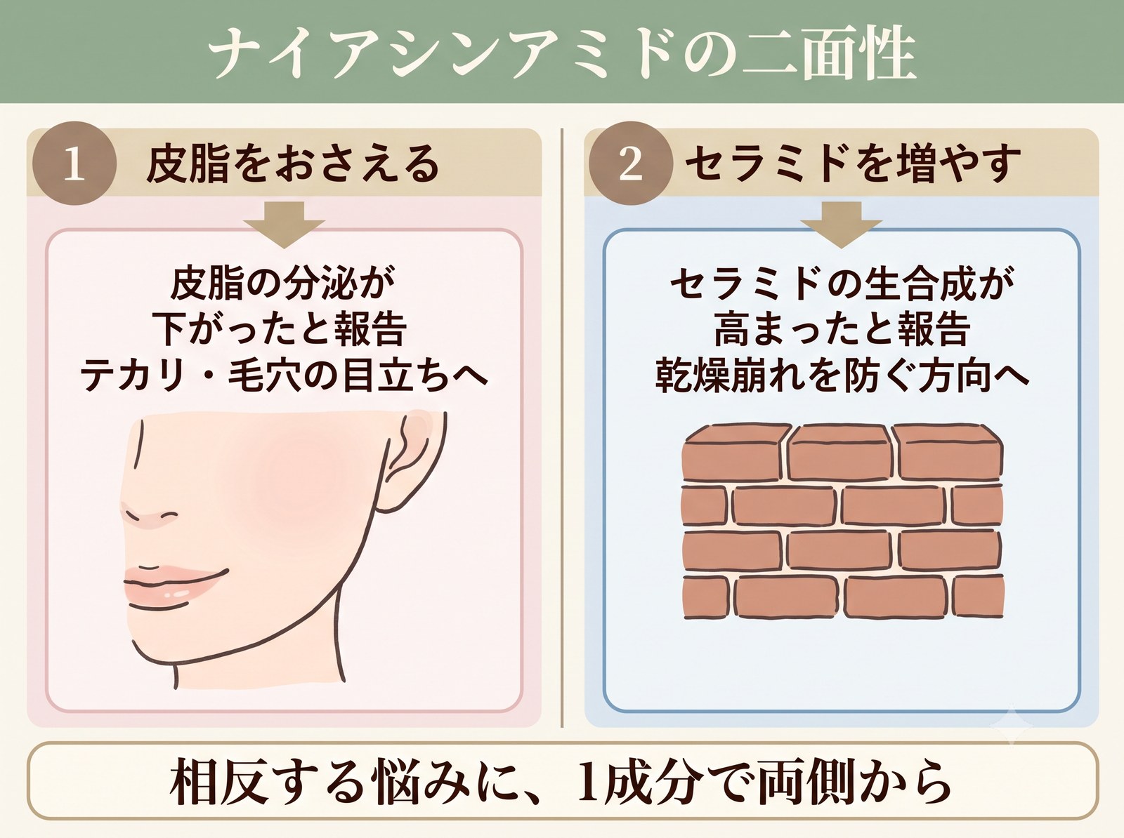 ナイアシンアミドが皮脂を抑える方向とセラミドを増やす方向の両方に働くことを示した図