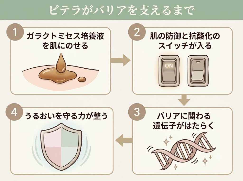 ガラクトミセス培養液がAhRとNRF2を介してバリア関連の遺伝子を高めるまでを示したフロー図