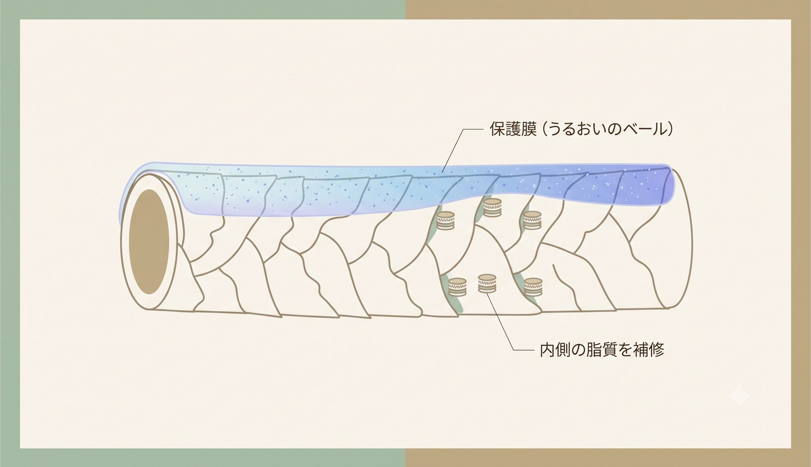 ポリクオタニウム-61の保護膜とCMC補修成分が髪の内側の脂質を補うイメージ断面図