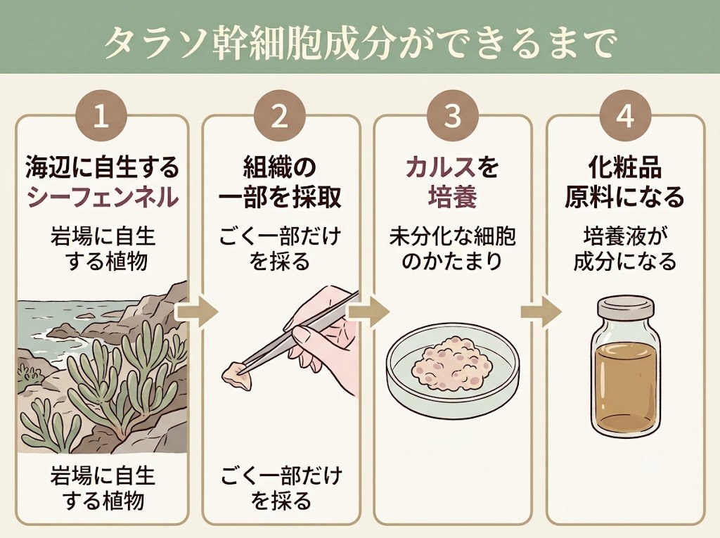 シーフェンネルからタラソ幹細胞成分ができるまでの4ステップを示したフロー図