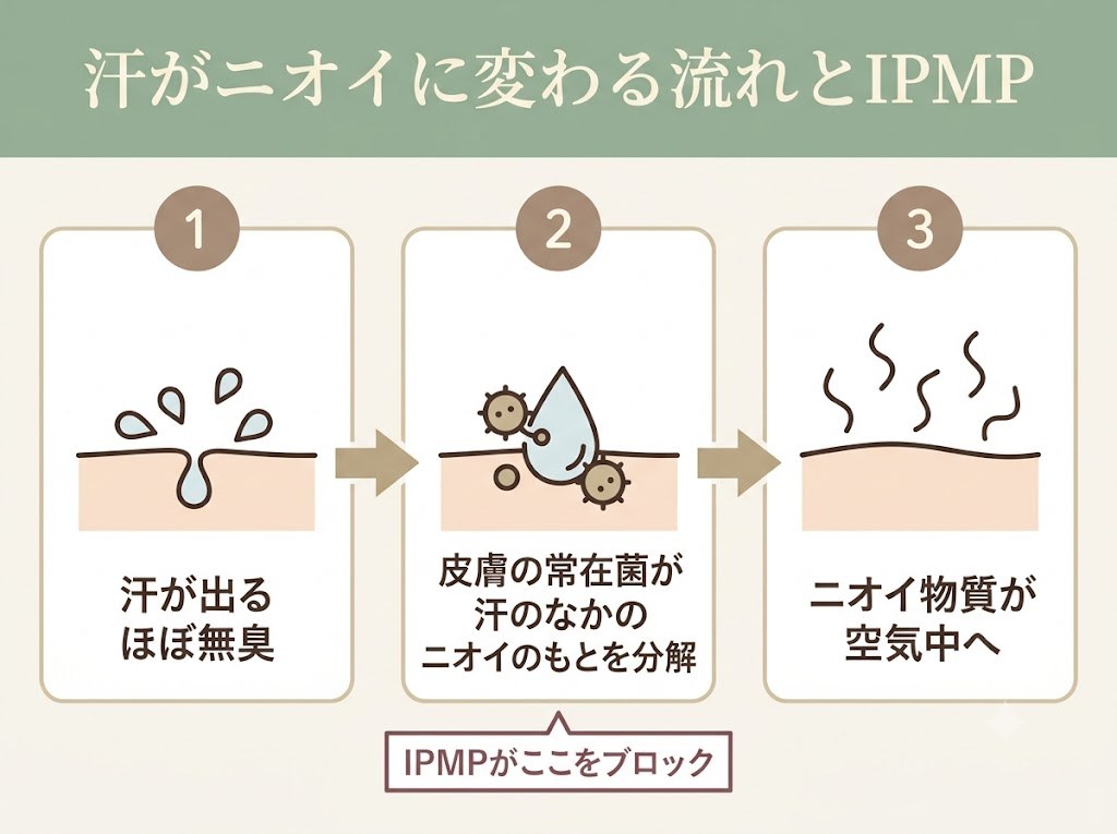 汗がニオイに変わる流れとIPMPがブロックする位置を示したフロー図