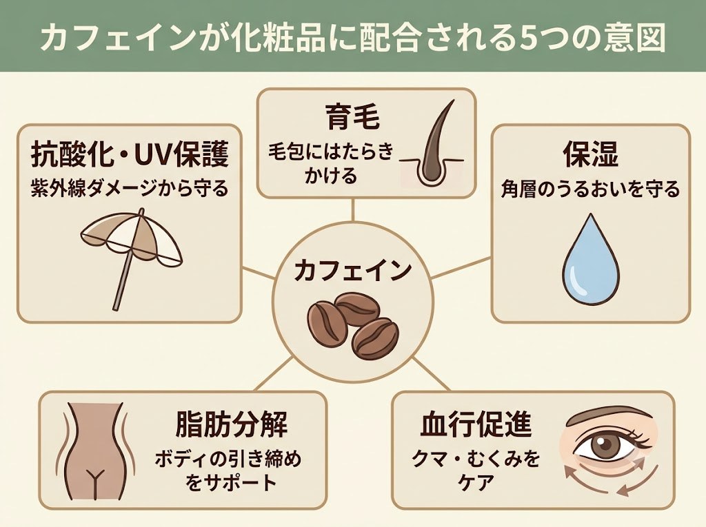 カフェインが化粧品に配合される5つの意図（保湿・血行促進・脂肪分解・抗酸化/UV保護・育毛）を示した相関図