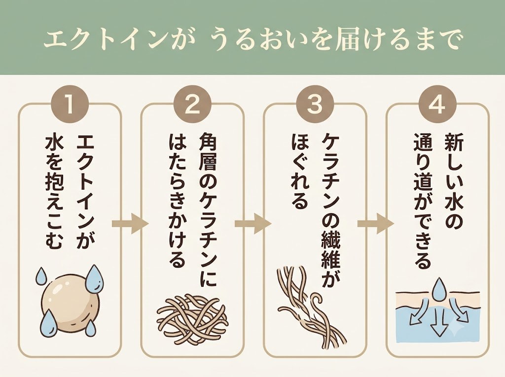 エクトインが水を抱え込み、角層のケラチンにはたらきかけて再水和を助けるまでの流れを示したフロー図