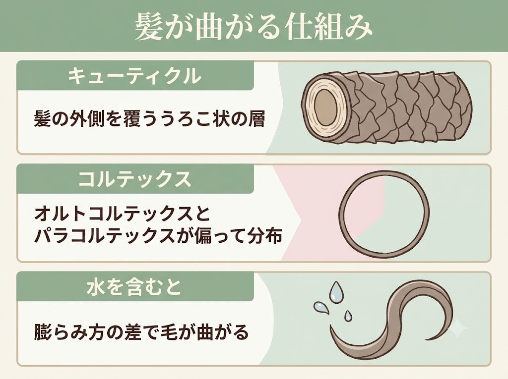 髪の内部構造の層(キューティクルとコルテックス)と、コルテックス内のオルト・パラの偏りが水を含むと曲がりを生む仕組みを示したレイヤー図
