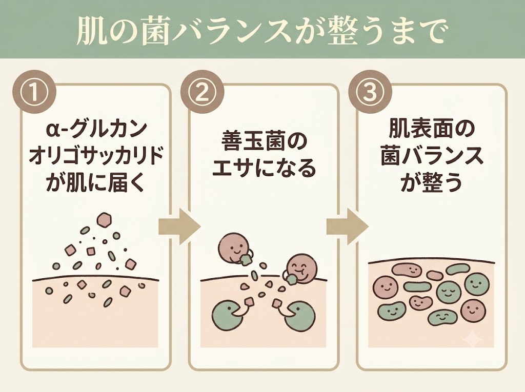 α-グルカンオリゴサッカリドが善玉菌のエサになり肌表面の菌バランスが整うまでの流れを示すフロー図