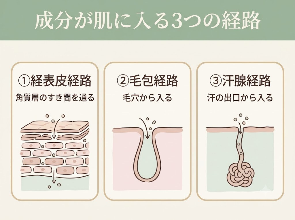 成分が肌に入る3つの経路（経表皮経路・毛包経路・汗腺経路）を示した図