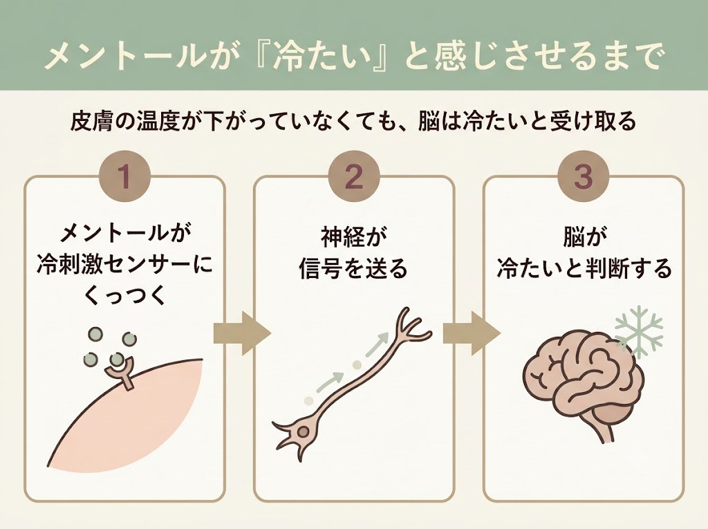メントールが冷刺激センサーTRPM8にくっつき、神経が信号を送り、脳が冷たいと判断する、という3ステップを示すフロー図