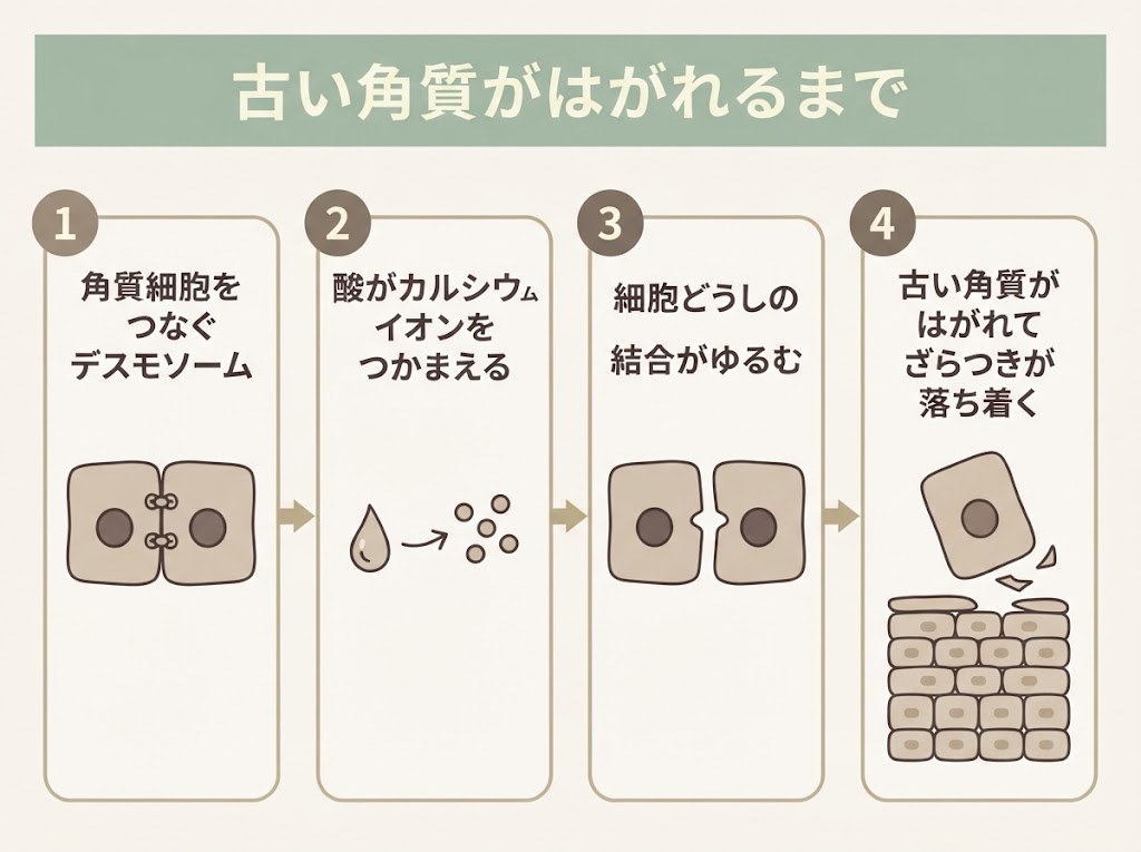 古い角質がはがれるまでの4つの流れを示したフロー図