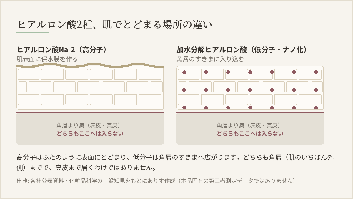 低分子(ナノ化)ヒアルロン酸と高分子ヒアルロン酸が肌のどこにとどまるかを比較した図