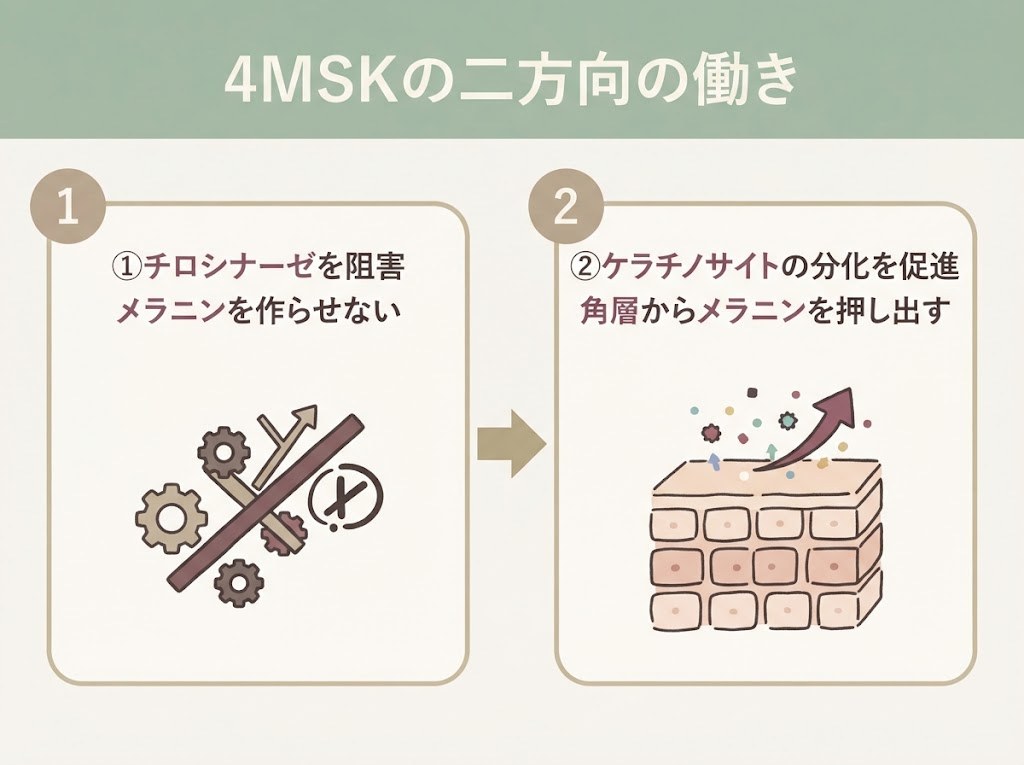 4MSKの二方向の働きを示すフロー図。チロシナーゼの阻害と、角層からメラニンを押し出す働きの2ステップ