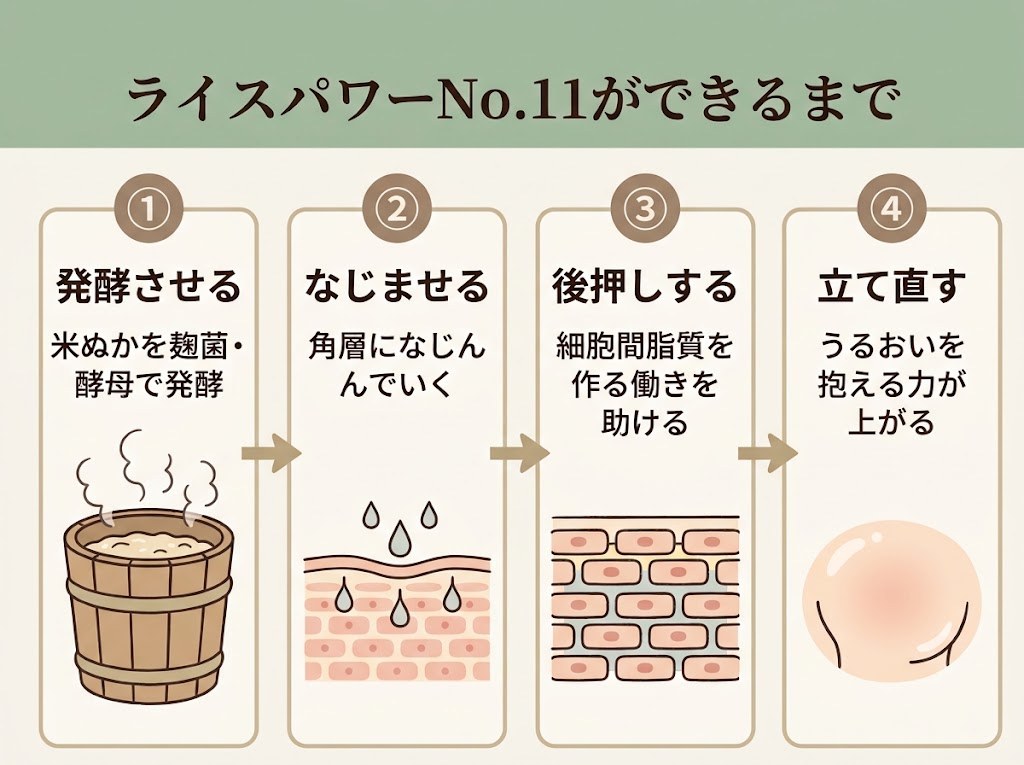 ライスパワーNo.11が発酵から水分保持能の改善につながる4ステップの図解