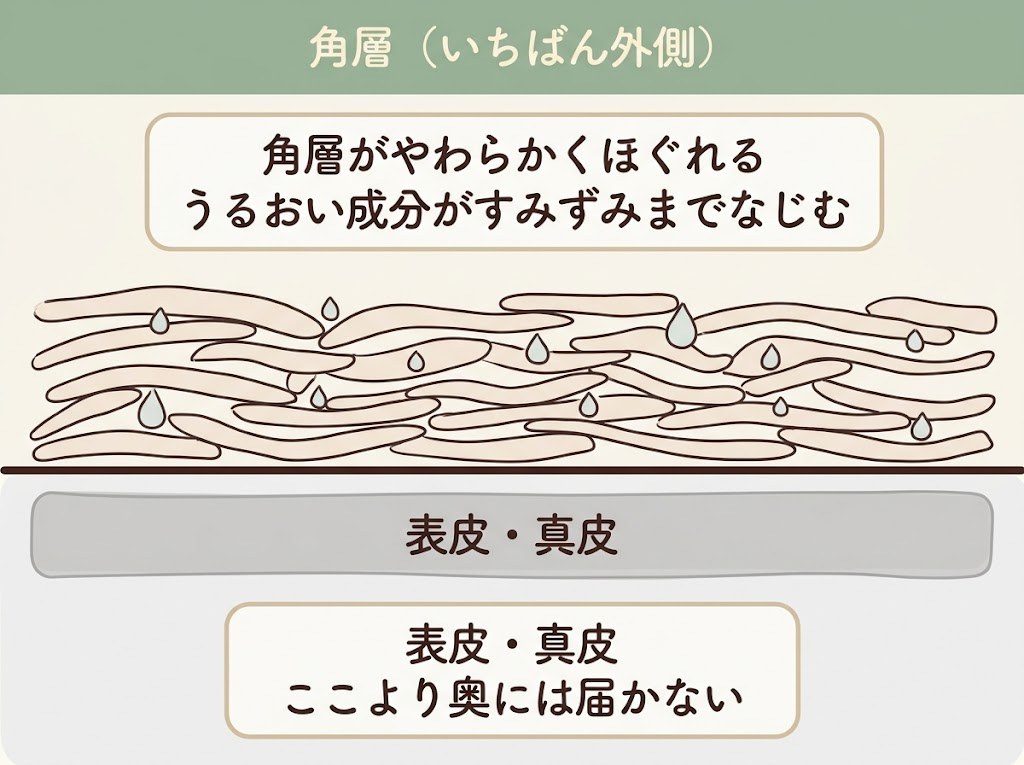 角層がやわらかくほぐれてうるおい成分がなじむイメージ図。表皮・真皮より奥には届かないことを示す