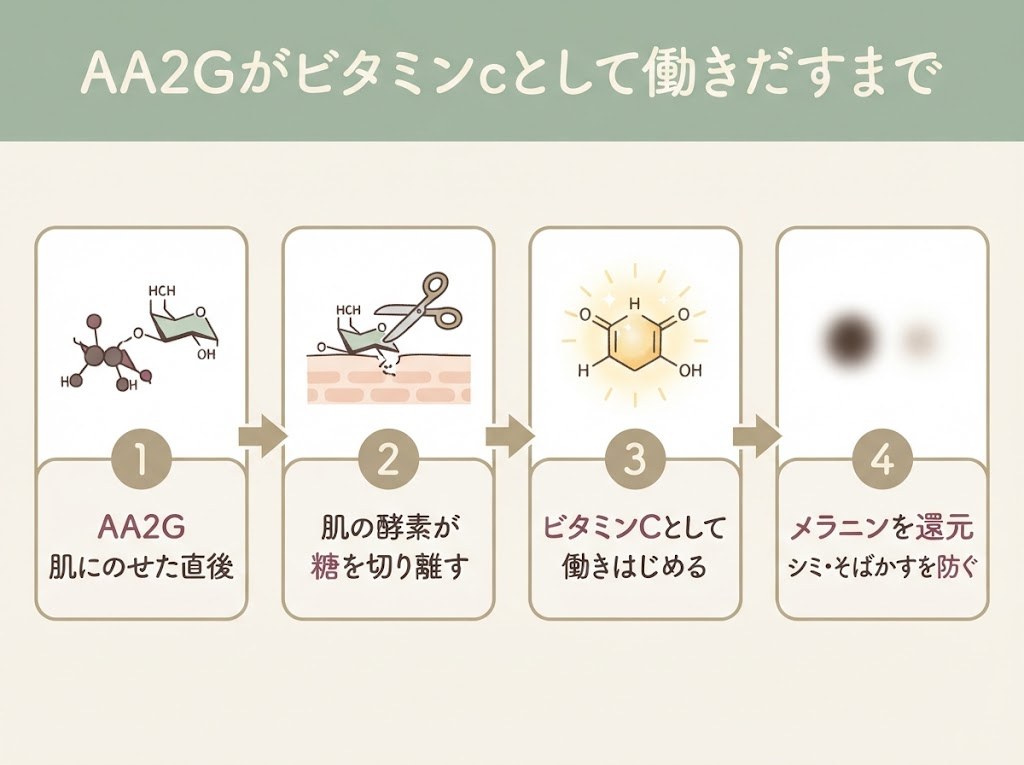 L-アスコルビン酸2-グルコシドが肌の酵素で糖を外され、ビタミンCとして働きだすまでの流れ図