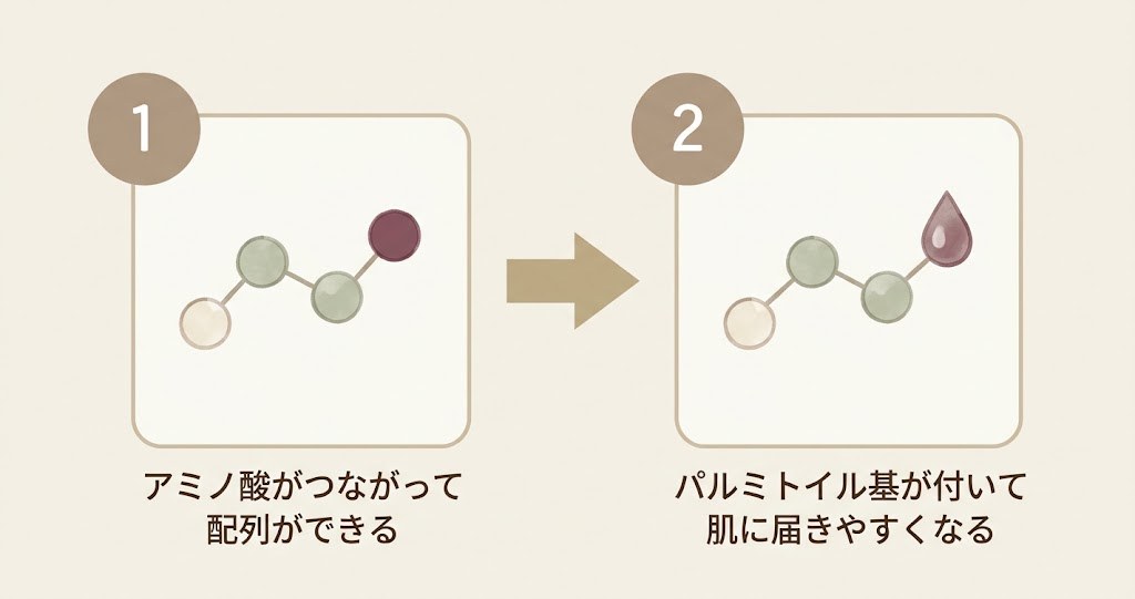 アミノ酸がペプチド結合でつながって配列ができ、パルミトイル基が付いて肌に届きやすくなるまでの模式図