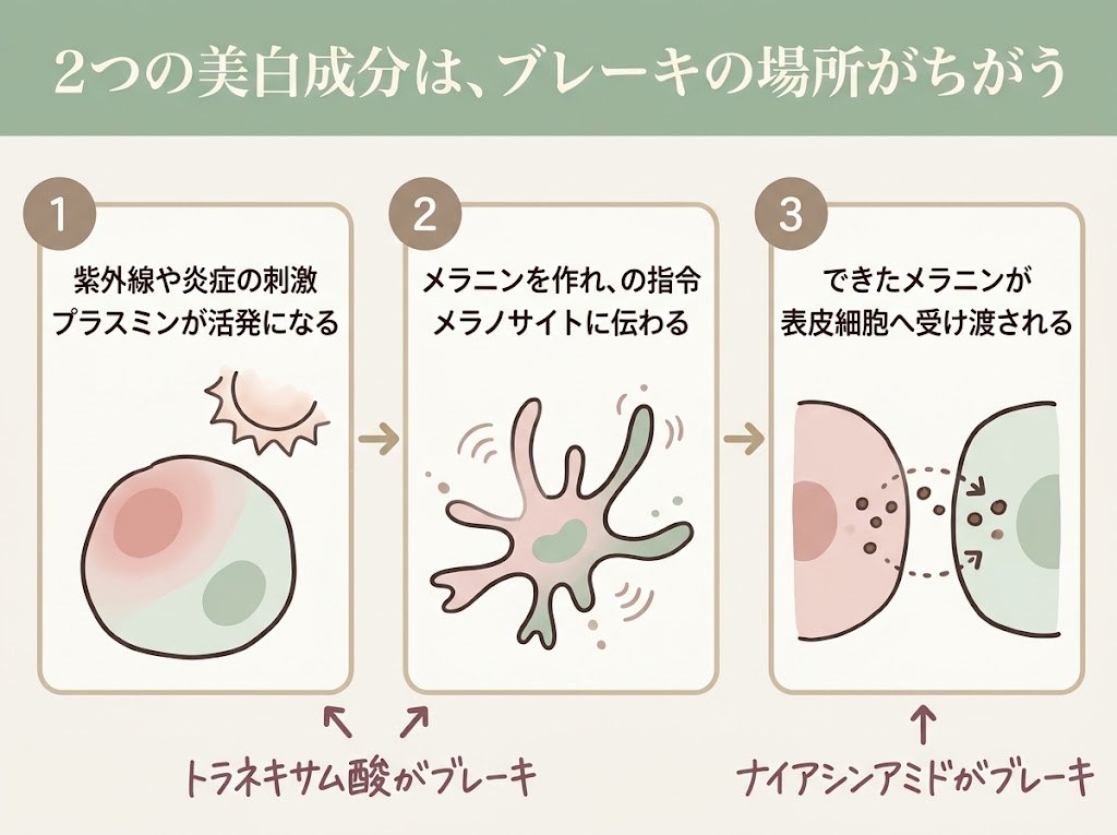 メラニンができるまでの流れと、トラネキサム酸・ナイアシンアミドがそれぞれおさえる段階を示したフロー図