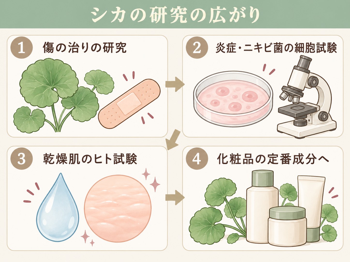 シカの研究が傷の治りから炎症・ニキビ菌の細胞試験、乾燥肌のヒト試験へ広がる流れを示した図