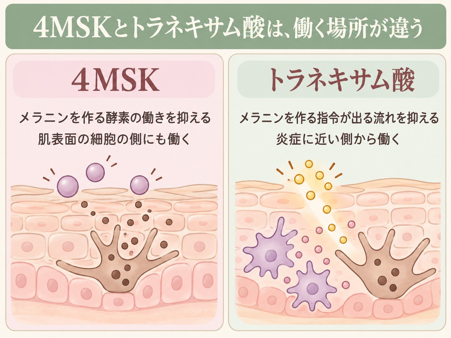 4MSKはメラニンを作る酵素の側、トラネキサム酸は指令が出る側に働くことを比べた図解