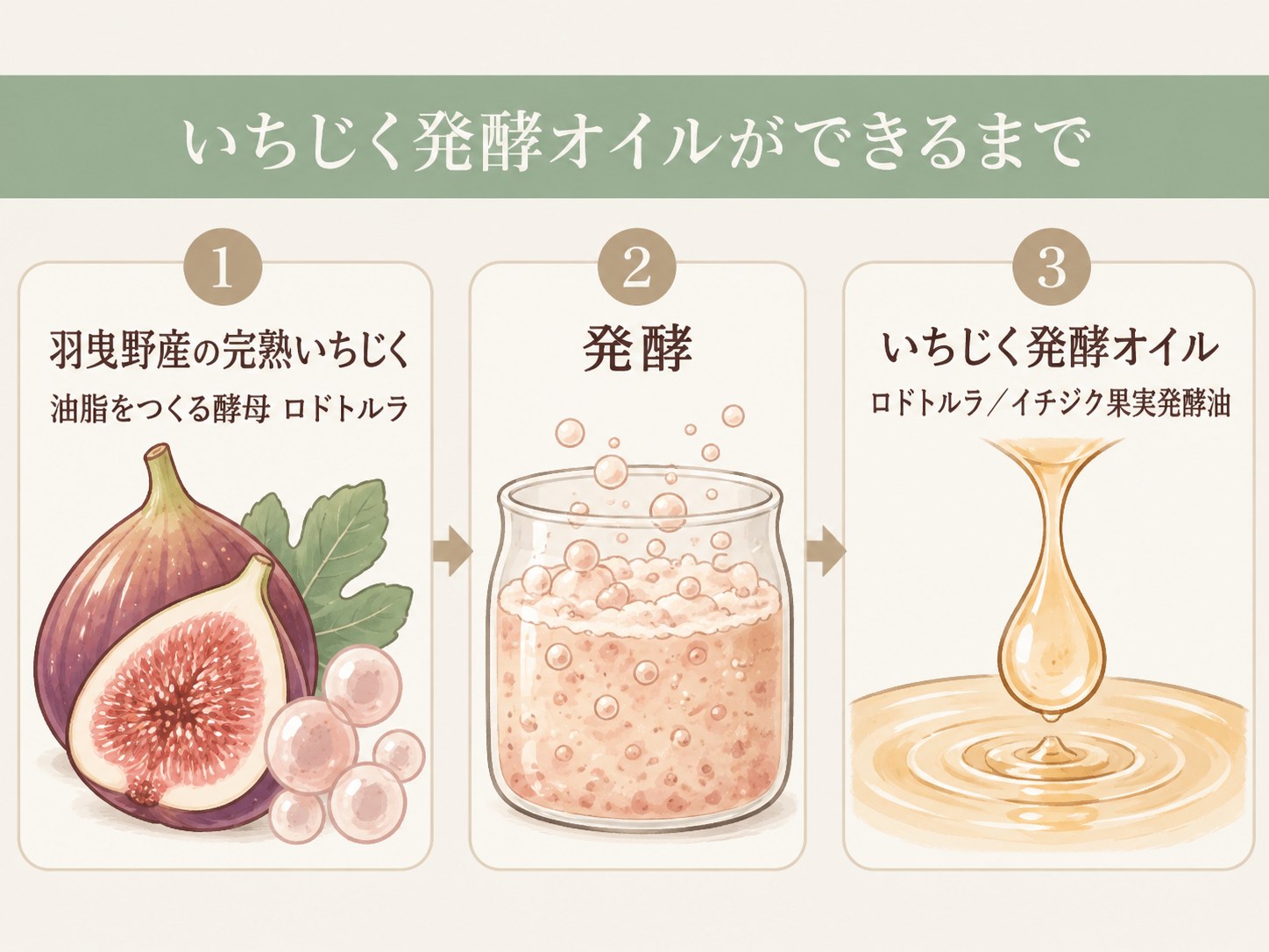 羽曳野産いちじくと酵母ロドトルラが発酵していちじく発酵オイルになるまでの流れ図