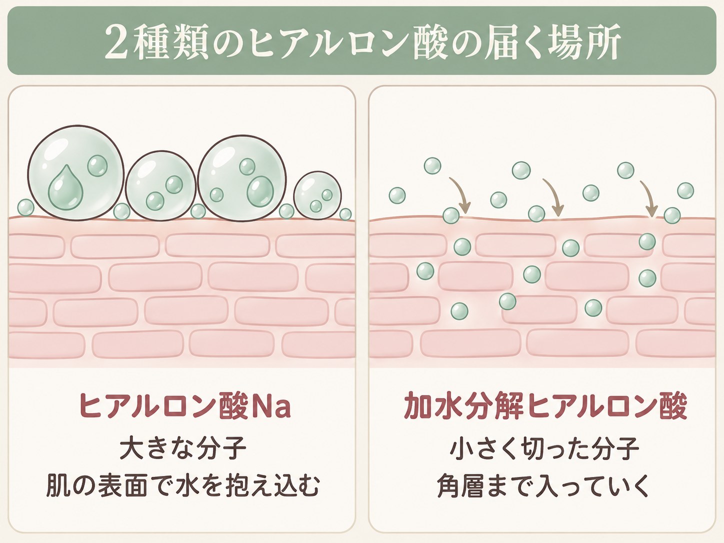 大きいヒアルロン酸Naは肌の表面、小さい加水分解ヒアルロン酸は角層まで、という届く場所の違いを示した比較図