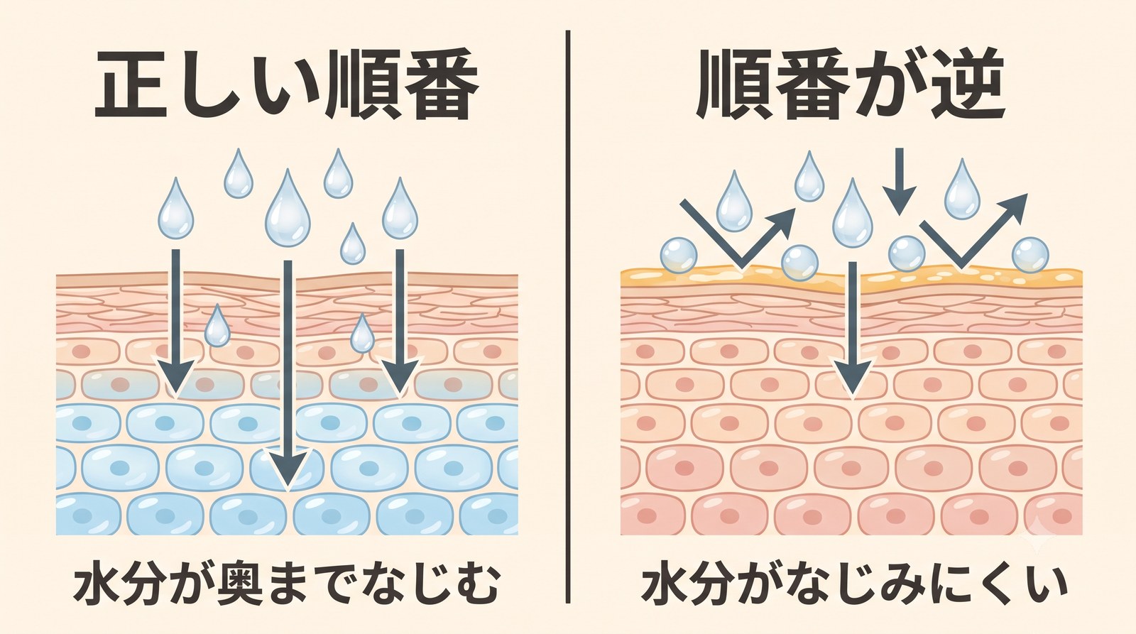 スキンケアを正しい順番で塗った場合と順番が逆の場合の水分の入り方を比較した対比図解。正しい順番は水分が奥までなじみ、順番が逆だと水分がなじみにくい